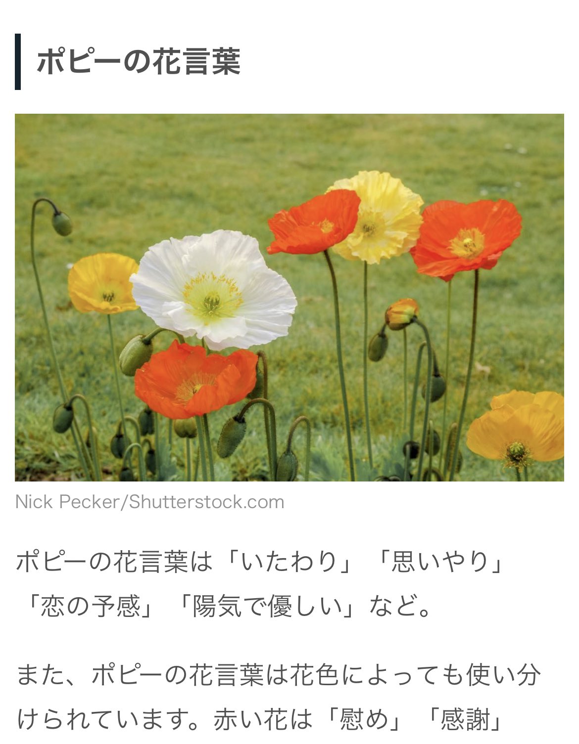 奏 今回は赤いポピーだったけど また別の時に違う色のポピーを渡して全ての色が揃った時にポピー全般の花言葉 恋の予感 が成立するいずあんはあると思います そういうところだぞ瀬名泉 T Co Ucbgujz2po Twitter