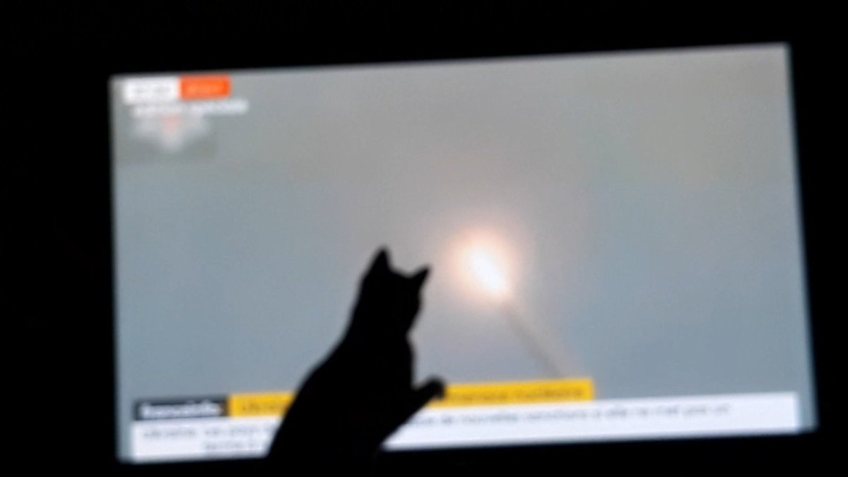 MichelUlrich5's tweet photo. Si tout les chats du monde .... https://t.co/22UmSMf0kv