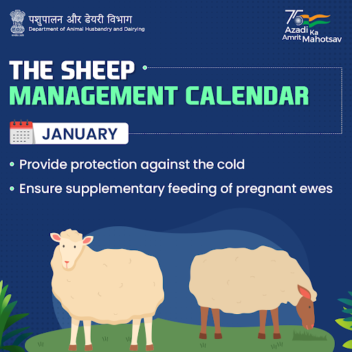 Dept_of_AHD's tweet photo. #January also calls for multi-component #vaccination against clostridial infections, seen commonly in pregnant #ewes! 💉🐑 

#AmritMahotsav #Sheep #AnimalHealth #AnimalWealth https://t.co/sneeFEpPRP