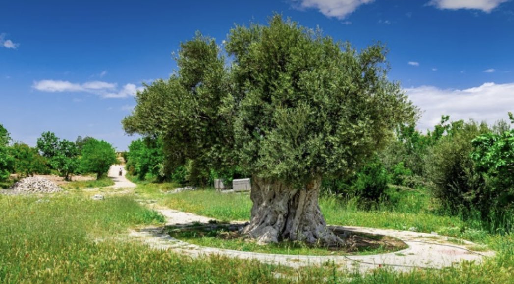 Zeytin ağacı öyle mucizevi ki; 1500 yıllık olan bile meyve veriyor. Meyvesi, yağı, hatta yaprağı bile paha biçilmez.  2 bin yıllık gemi batıklarında zeytinyağı küpleri bulunuyor. Anadolu’da ağaç gibi değil, aileden biri gibi sayılıyor. Şu ağaç kesilir mi?
#ZeytinimeDokunma