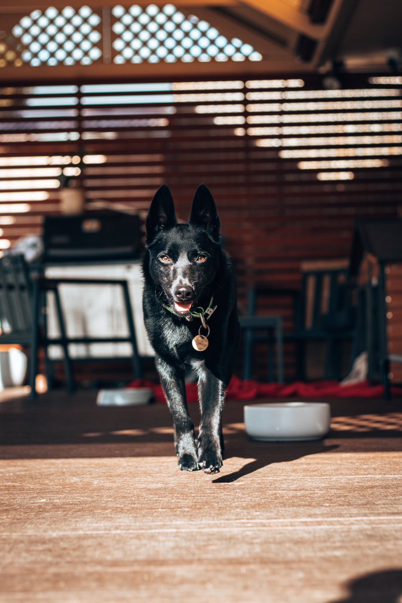 Running towards the weekend like 😎🐺 #DogsofTwittter #twitterdogcommunity #dogphotography