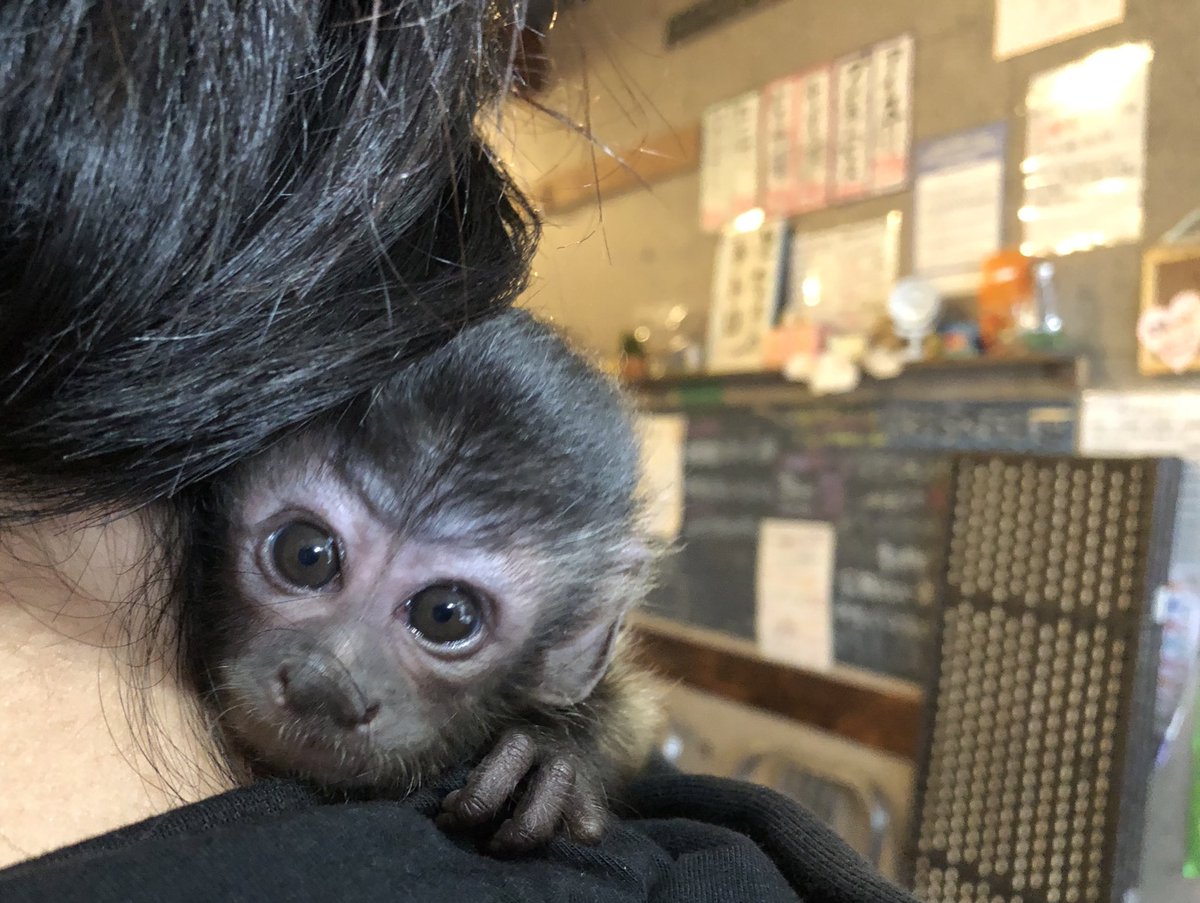 フサオマキザル販売 Twitter Search Twitter