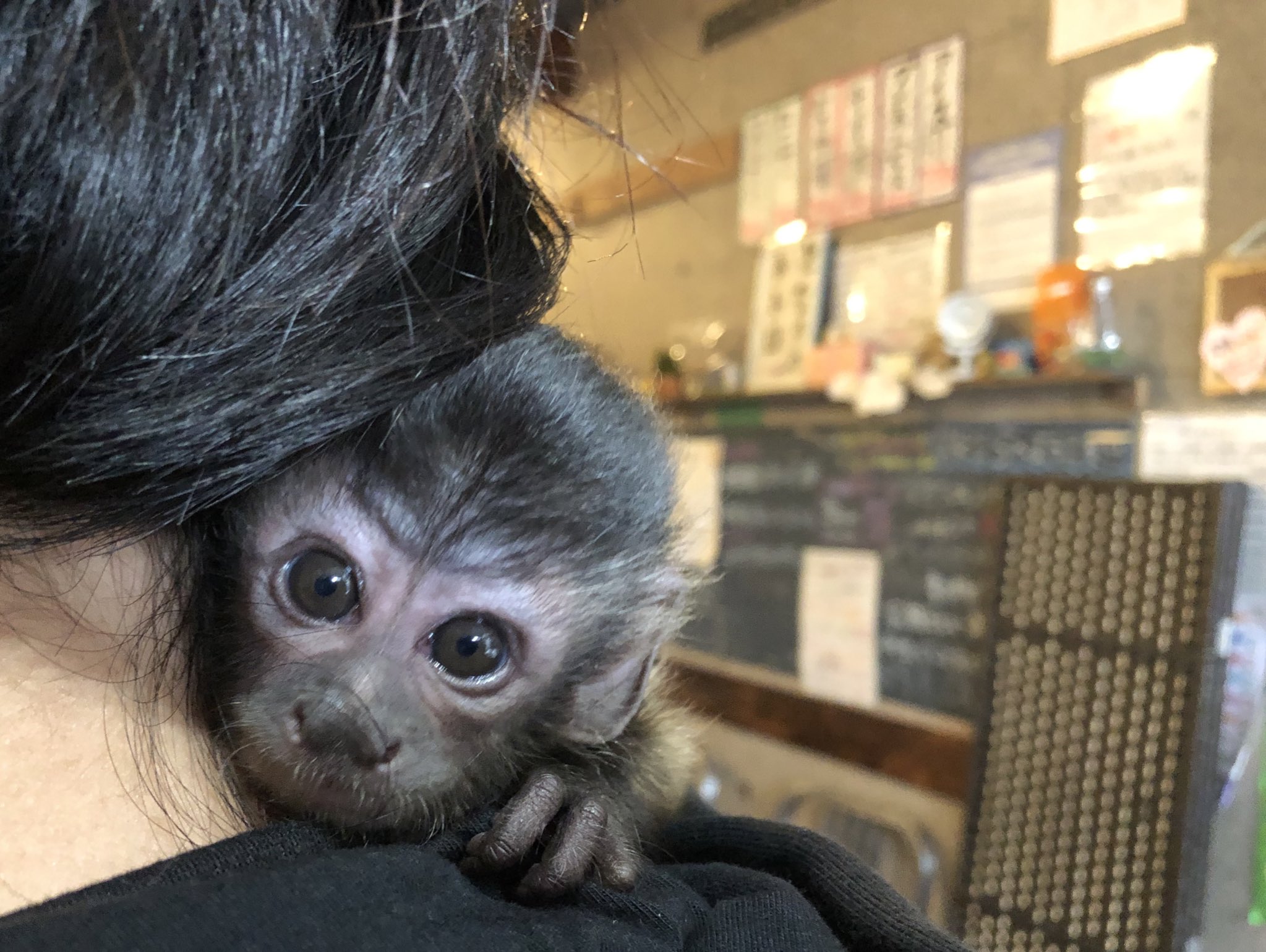 フサオマキザル販売 Twitter Search Twitter