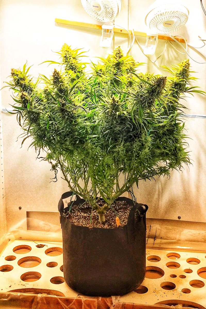 spliffseeds's tweet photo. Mmmm.. Strawberry๐ grown under 300w led
๐ธ:TheBudWhisperer
๐ท:#spliffsstrawberry
๐จ๐ญ:#spliffseeds https://t.co/iitgIO4VCk
