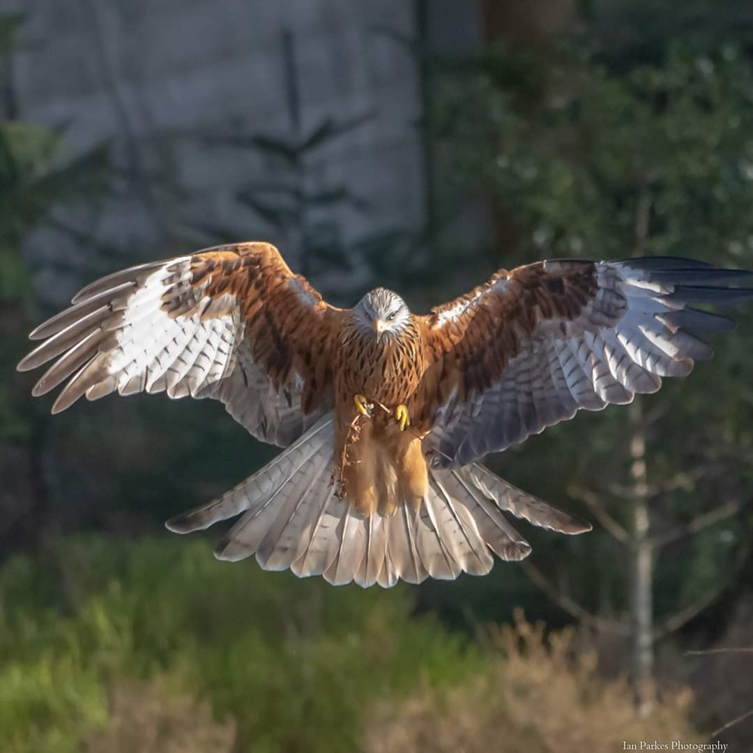 BigKidDaddy1's tweet photo. Locked on.
Red Kite.
Taken Mid Wales .
#birdwatching #birdphotography #BirdsSeenIn2022 @Natures_Voice @RSPBCymru #BBCWildlifePOTD #photography #wildlifephotography https://t.co/TJxuYEdEgC
