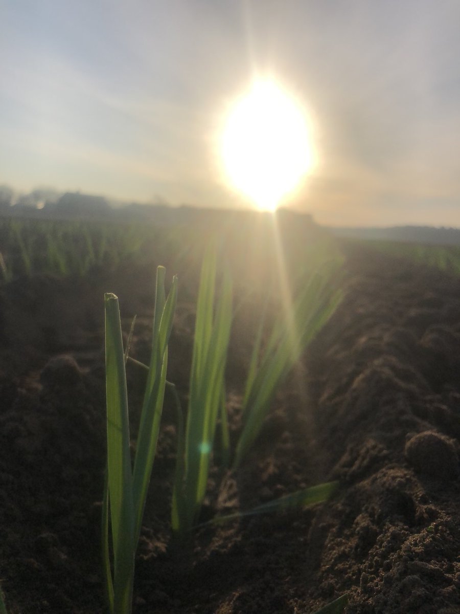 Zomerprei gaat weer de grond in.  Vanaf half juni word deze prei alweer gerooid.