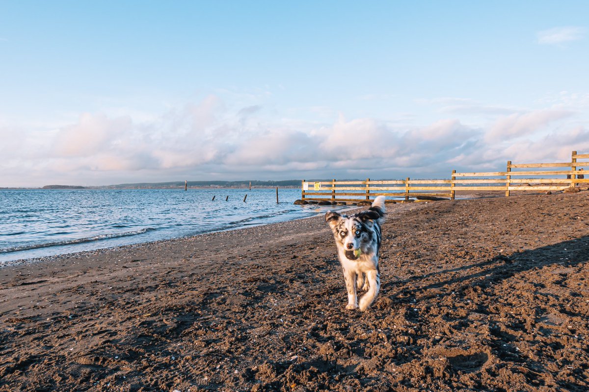 is there anything better than a game if fetch on the beach? 
#dogsoftwitter #fetch #beachvibes #doglovers