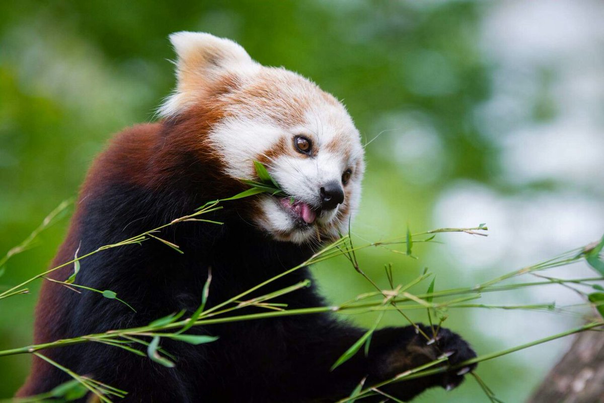 Малая панда чем питается. Красная Панда. Красная бамбуковая Панда. Красноухая Панда. Енотовидная Панда.