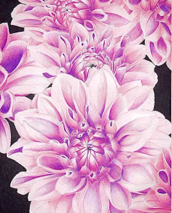 色鉛筆で描いたダリア✏️

#色鉛筆画 #絵描きさんと繋がりたい
#芸術同盟 