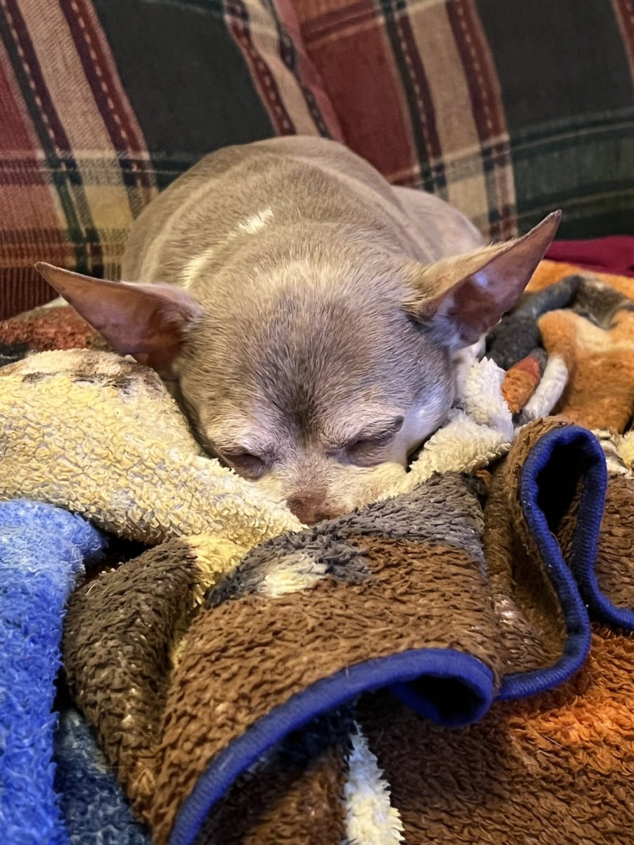 #DogsofTwittter One of the many sleep poses of Pedro.