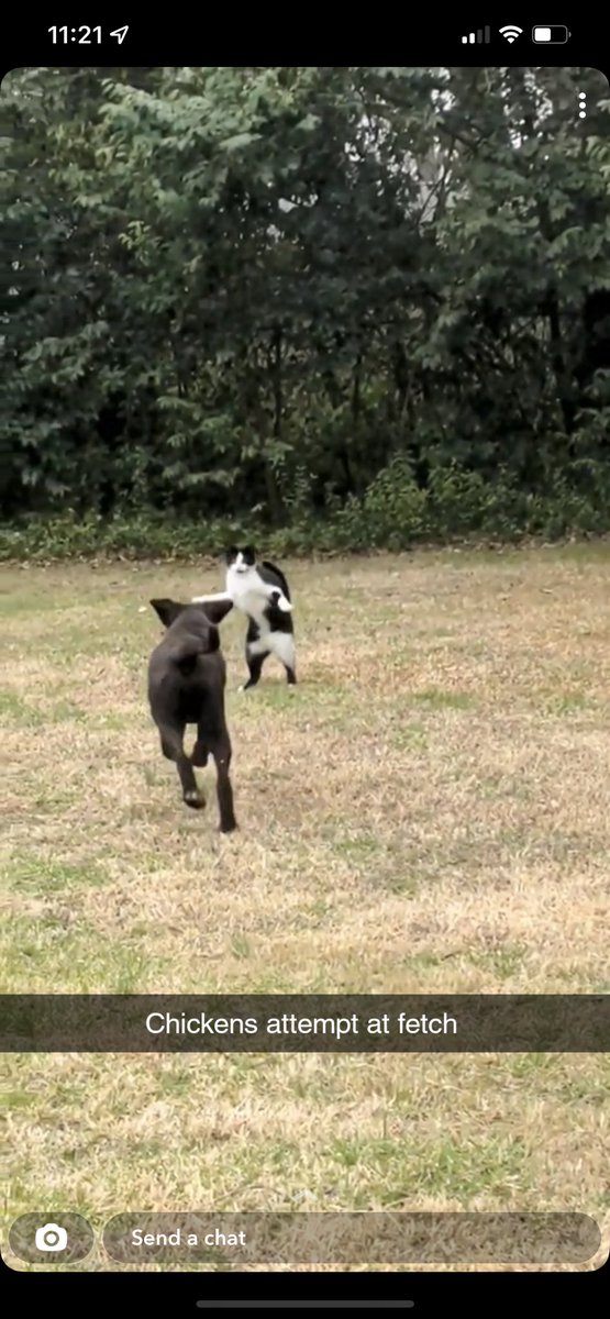 Chicken_A_Cat's tweet image. #fetch #bts