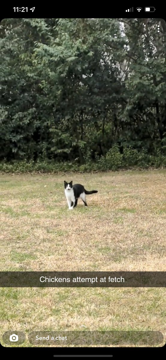 Chicken_A_Cat's tweet image. #fetch #bts