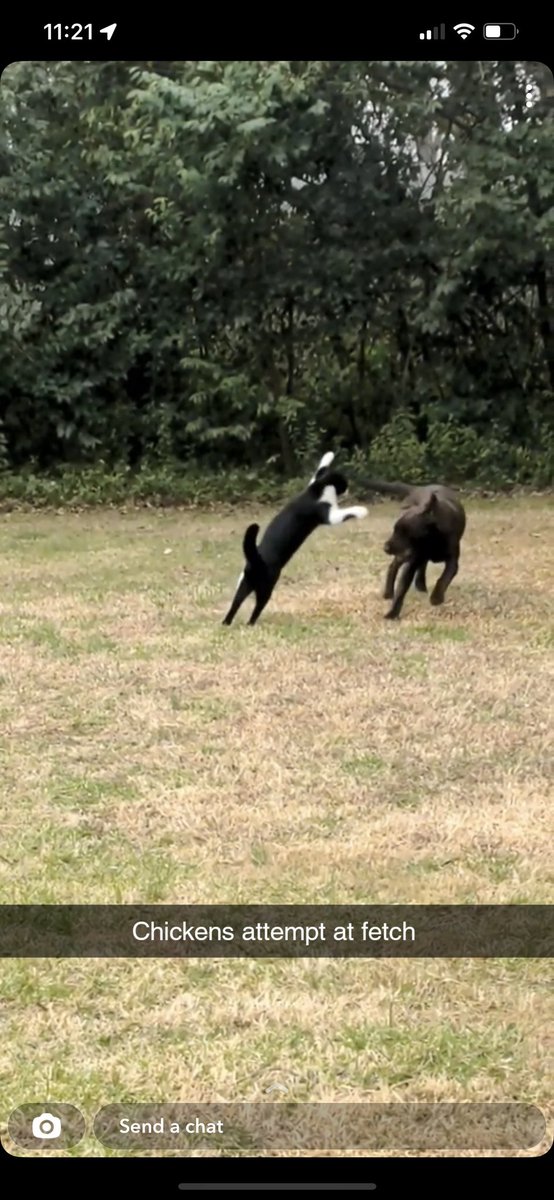 Chicken_A_Cat's tweet image. #fetch #bts