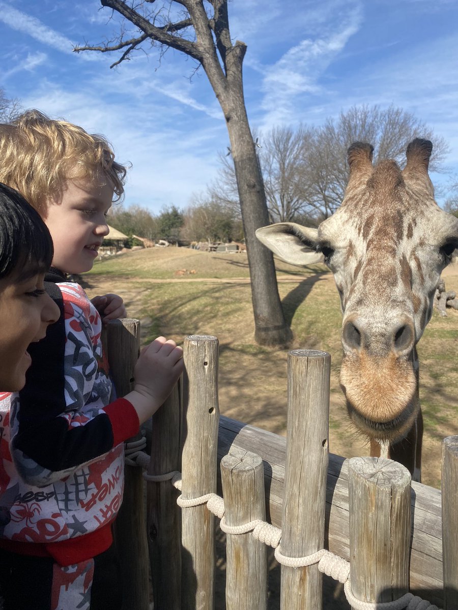 Shannon Dhokia (@shannondhokia) on Twitter photo Thank you <a href="/FortWorthZoo/">Fort Worth Zoo</a> for the best day! Our kindergartners loved every second of it 🦒🤍 <a href="/MKBMavs/">Mockingbird Elem</a> Thank you <a href="/FortWorthZoo/">Fort Worth Zoo</a> for the best day! Our kindergartners loved every second of it 🦒🤍 <a href="/MKBMavs/">Mockingbird Elem</a>