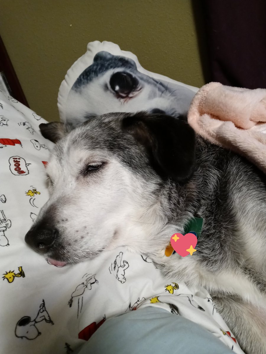 K, Lily & Jasper🌈 & Daphne🌈 tweet media