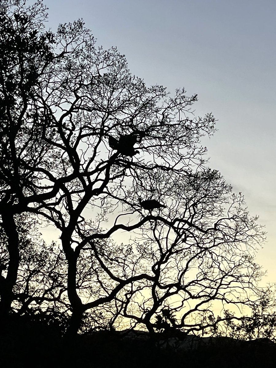 AdriiiFern's tweet photo. We moved to Marin and I never knew turkeys can climb up trees?! 

Well we  definitely don’t live in the city anymore 😅 https://t.co/gorerDvI1I