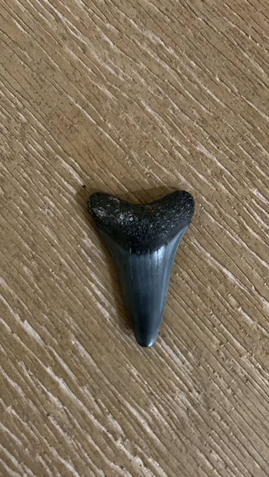 Can anyone tell me what kind of tooth this is? I found it on the beach 🏖 https://t.co/YQUJmob1MH<a href="/tag/dilliondevotees"class="tags"><span>#dilliondevotees</span></a><a href="/tag/pittsburghsteelers"class="tags"><span>#pittsburghsteelers</span></a>
