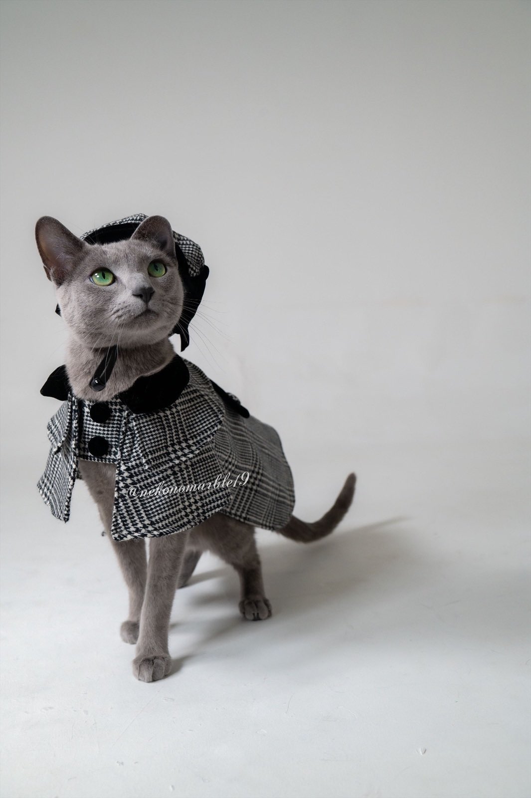 猫のミント 冬のコートももうおしまいかな 春めいて来たね Photo Joe0515 猫のミント ロシアンブルー ねこ 猫好きさんと繫がりたい アニマルプロ T Co Ajfnzd8uvj Twitter