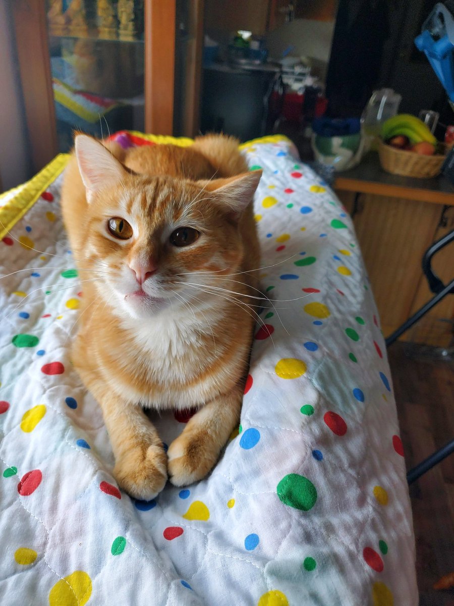scretladyspider's tweet photo. butters, my parents new kitten https://t.co/FA3mTDOR7o