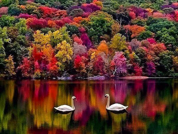 SaluteTigress's tweet image. “The words we speak have spirit and give life to the world around us, choose them wisely.”
~ Lakota #Wisdom
#NativeAmerican