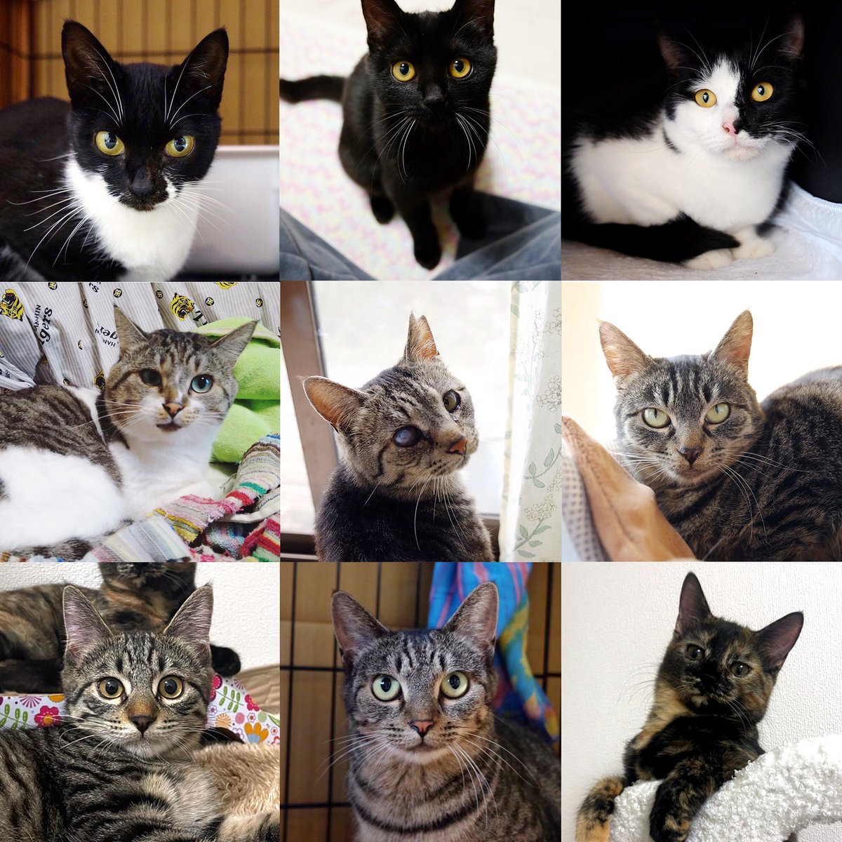 okizaricats's tweet photo. 《お礼とご報告》

去年の10月に立ち上げた「置き去り猫を助けたい」活動、最後の1匹カモちゃんをネコリパブリックさんに託し終了となりました。

猫達の事を気に掛けて下さった皆様、本当に有り難う御座いました。また、ご支援をして下さった皆様、心より感謝申し上げます。
(口座は解約致しました） https://t.co/UZDKNJqoRt