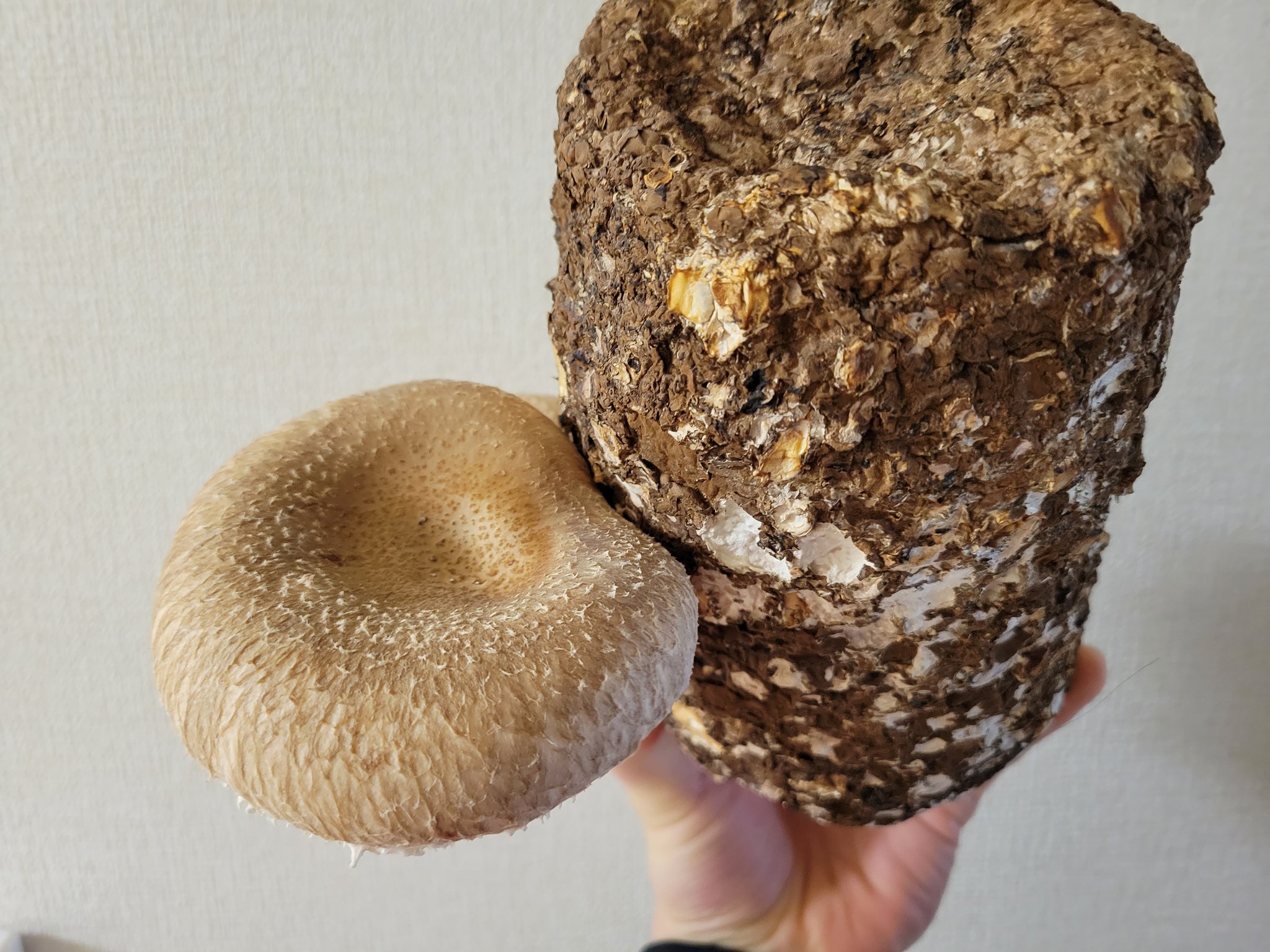 人気を誇る きのこ しいたけ ２つ その他 Redlin Ertzfuneralhome Com