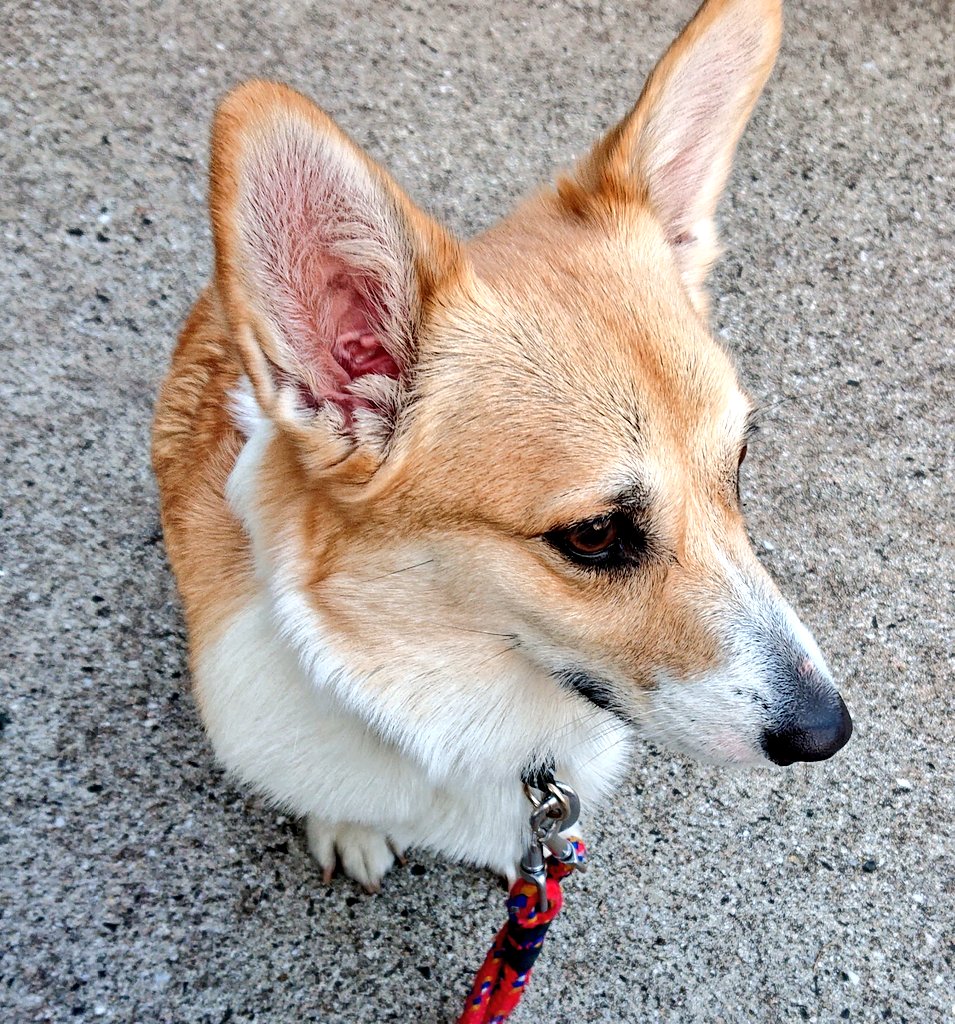 はなちゃん はなと出会った時 成犬 の体重を調べて11キロ前後なら抱えられると思って迎えた しかし引っ張る力と瞬発力 動かなくなると岩のように重くなる事は聞いていなかった 恐るべし短足 胴長 コーギー はなが幼稚園で使うクレートのカバー作りまし