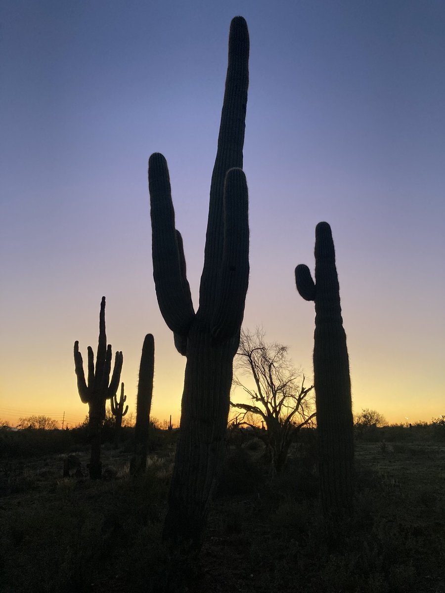 GHorton2012's tweet photo. Loving life in Arizona! Bags on..a lovely evening for a 90 minute test ride. Tomorrow I begin my 1st #Bikepacking trip in #Arizona with a 280 mile loop. #Restrap #Alpkit #Mtb #Whytebike #Adventure https://t.co/iaZTcrzHoH