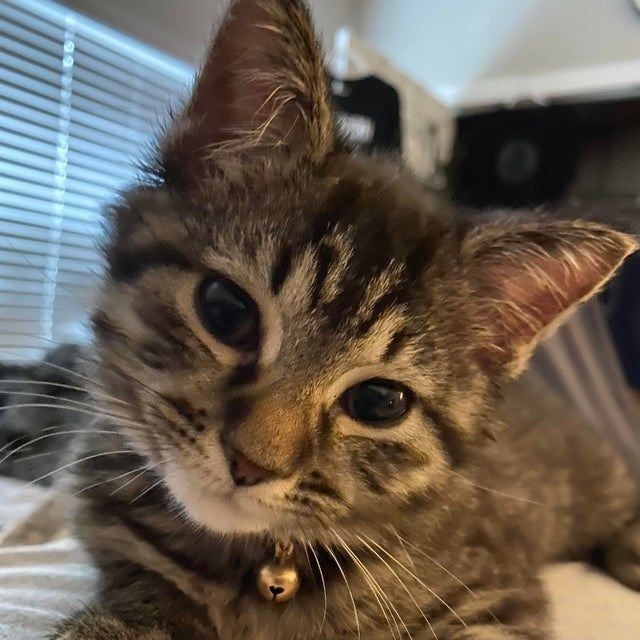 jiuascat's tweet photo. stars are shining in her eyes https://t.co/VFCRMXcvd0