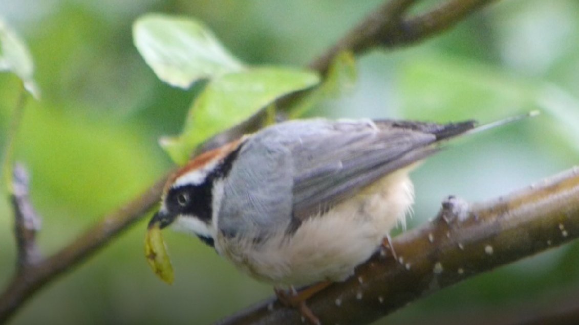 heart_podcast's tweet photo. Hillybirdies from up north. #birdsofranikhet #BirdsSeenIn2022 #IndiAves #TwitterNatureCommunity #himalayan #blackthroatedtit #treepies #whiteeye #podcasting https://t.co/JlN9zRzdzK