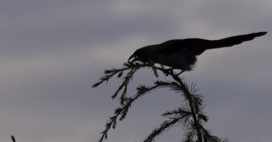 heart_podcast's tweet photo. Hillybirdies from up north. #birdsofranikhet #BirdsSeenIn2022 #IndiAves #TwitterNatureCommunity #himalayan #blackthroatedtit #treepies #whiteeye #podcasting https://t.co/JlN9zRzdzK