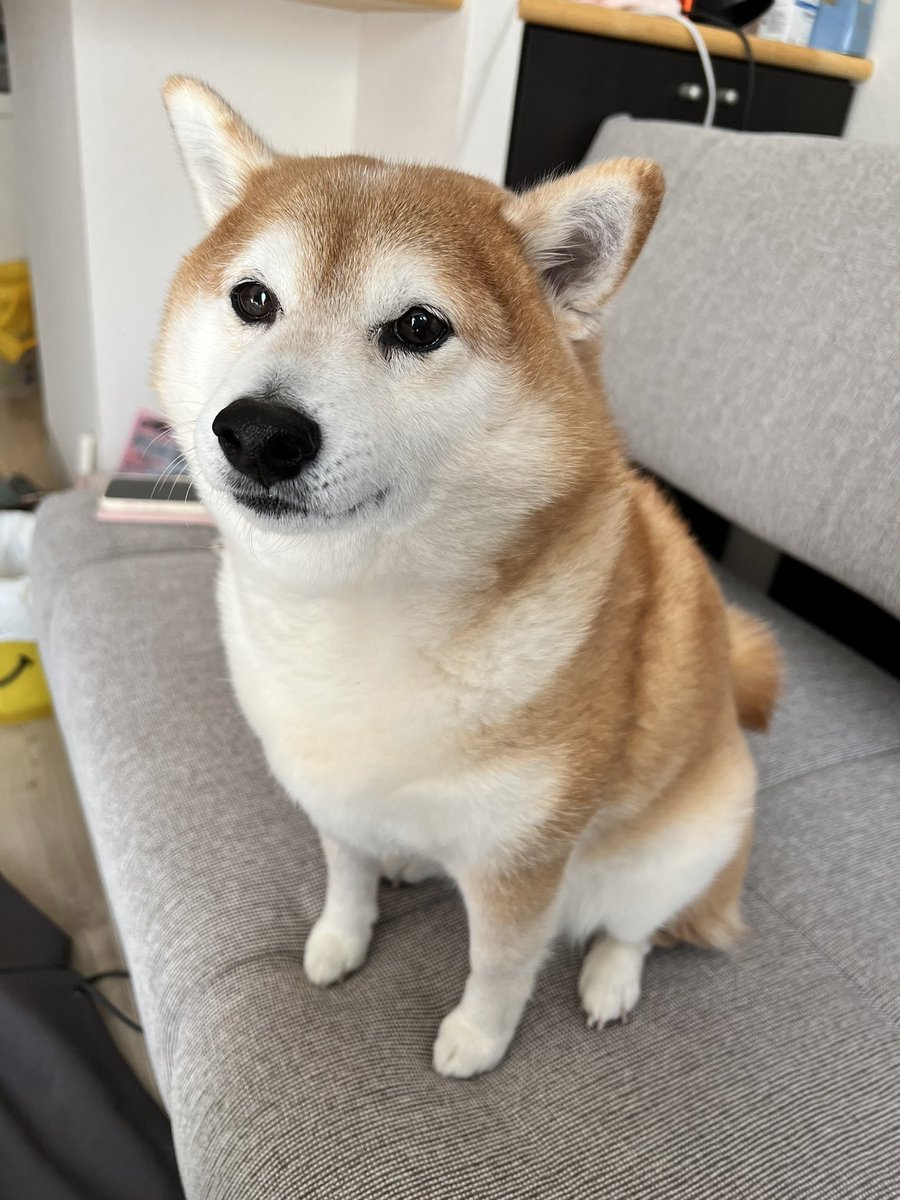 cha_kosan's tweet photo. 久しぶりの投稿

ちゃーこさん今月末で12歳になります！！ https://t.co/ImcVEmeBNu