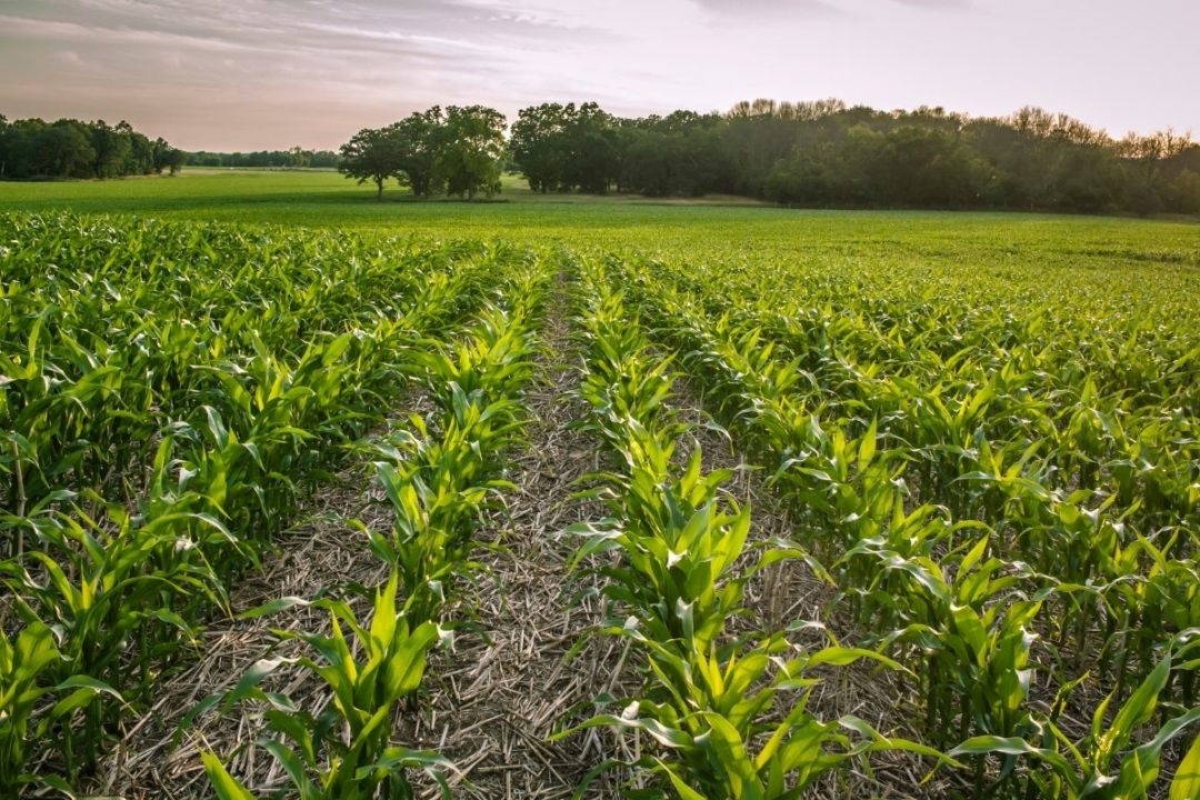 Peer-reviewed study shows nutritional benefits in regenerative agriculture crops buff.ly/3tlfi63 <a href="/worldgrain/">World Grain</a> cc: <a href="/RegenAgNet/">Regenerative Ag Network</a> <a href="/robtrice3/">Rob Trice</a> @MRoseAgFoodTech