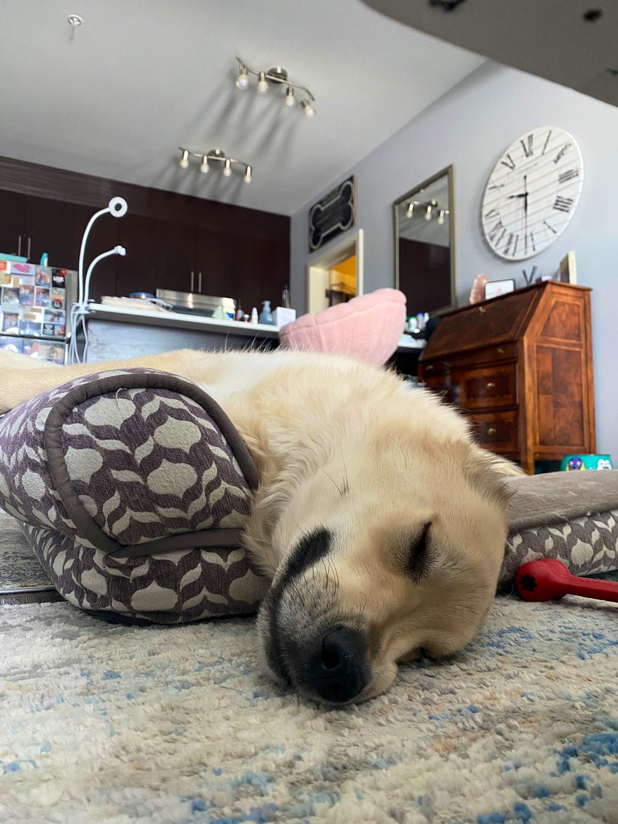 bean_tash's tweet image. When the world gets so heavy, I’m so glad I have Wesley, 🇨🇦💛💙 #greatpyrennes