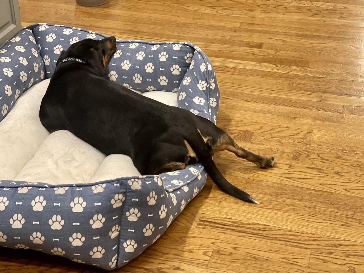 Miss Doxie tweet media