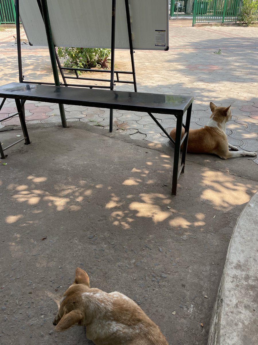 NichhakOdisha's tweet photo. Three stray dogs near #Nichhak https://t.co/tKlmFU85j8