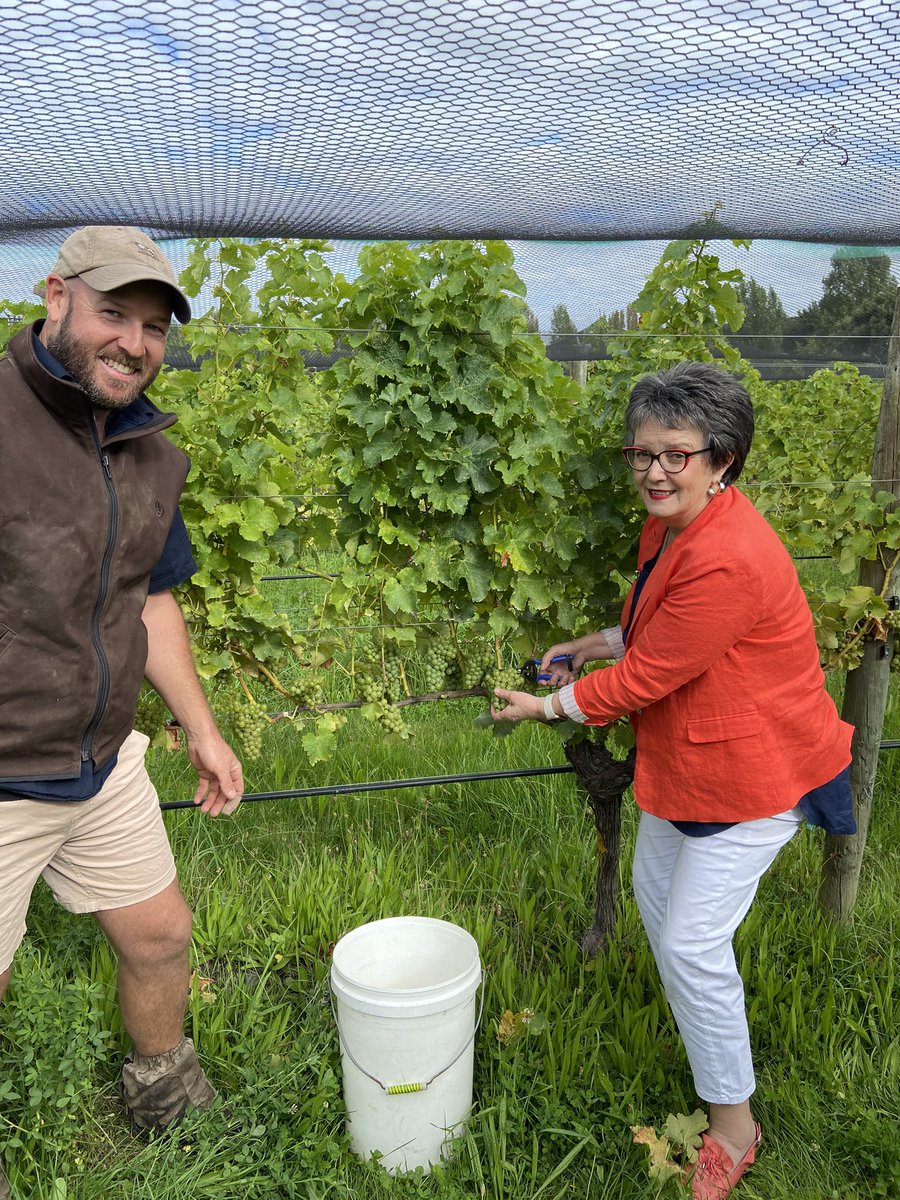 Here is the Mayor of Hurunui, Mayor Marie Black - ceremonially picking the first grape of vintage 2022 ! Sparkling on its way! But a few weeks yet for the still Chardonnay and Pinot Noir