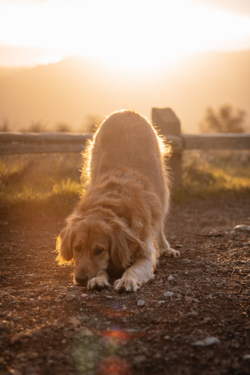 Golden Hour with my golden girl 💛

#GoldenRetriever #TwitterDogCommunity #DogsofTwitter