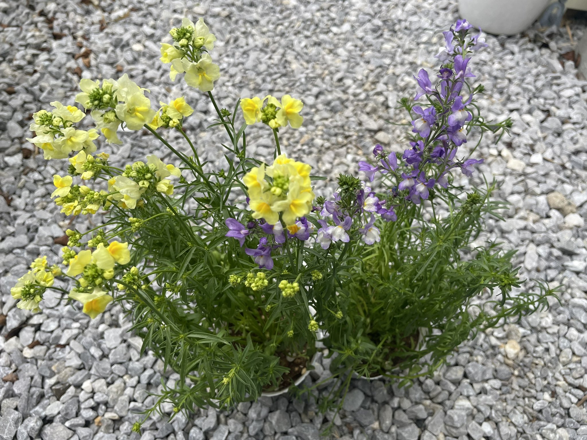 تويتر 花言葉 この恋に気付いて البحث في تويتر