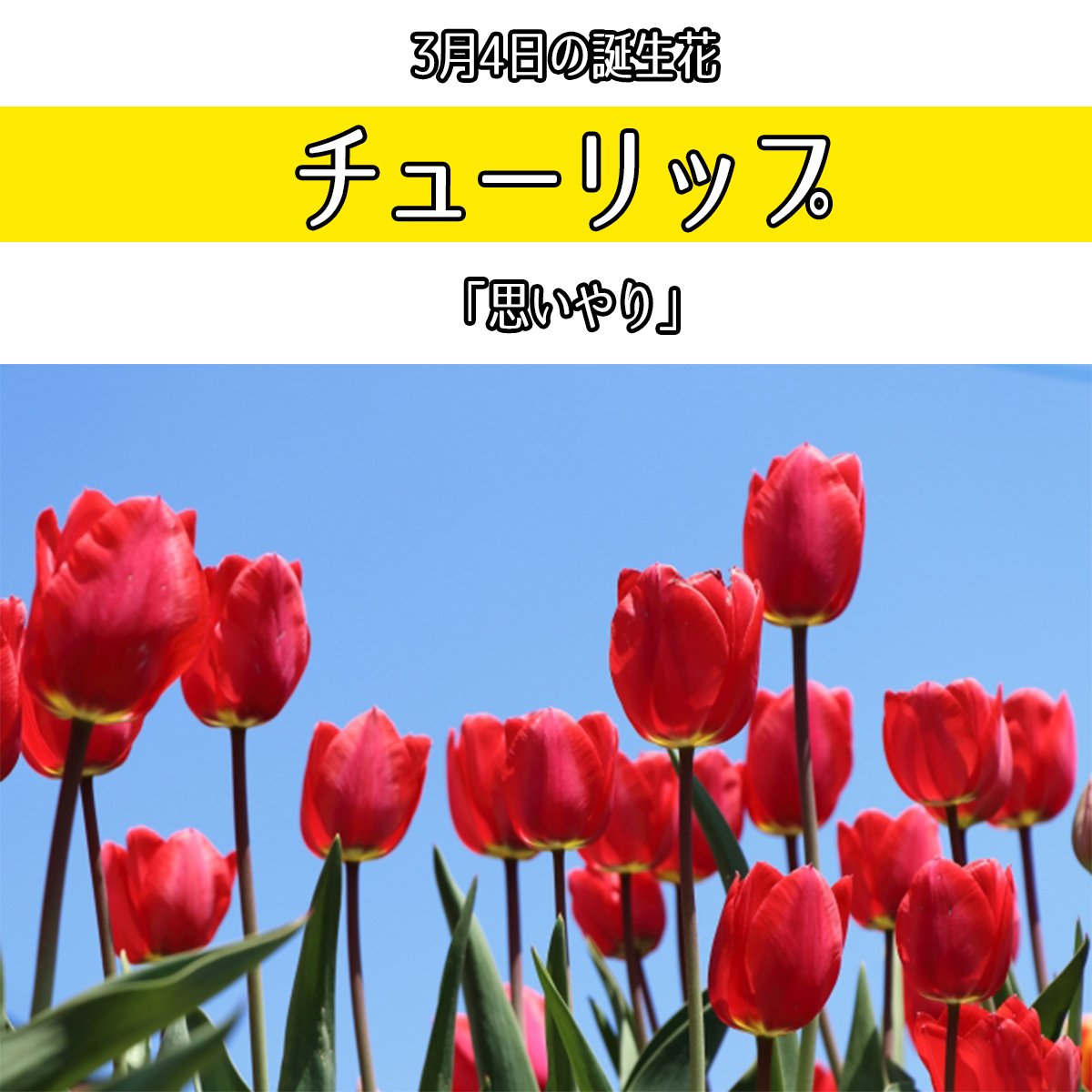 Hint Pot ヒントポット 3月4日生まれの方 お誕生日おめでとうございます 誕生花はチューリップ 花言葉は 思いやり 種類が多く 花言葉も沢山 本数によっても意味が変わってきます 赤色なら 真実の愛 愛の告白 等ロマンチックな