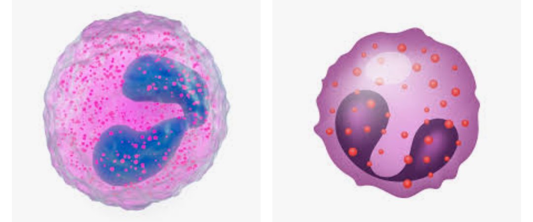 Sc_MASUBI's tweet photo. #Eosinophils #parasitic infections & mechanism associated with #allergy & #asthma.
@THBLab @Testgates #microscopeforever https://t.co/2jVv4eWbFT