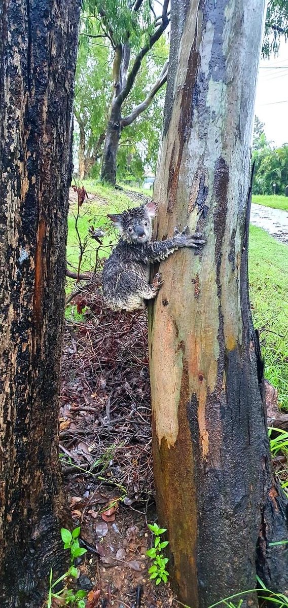 PerspicuousNews's tweet photo. This little #koala #joey lost his mum in the torrential rains north of #Brisbane :( He was lucky to be saved by Jason Scott! Thankyou to all the people rescuing precious animals in this crisis 
#rescues #nativeanimals #nativefauna #floods #ActiveHealthMatters #PerspicuousHealth https://t.co/B8SW2TugO9