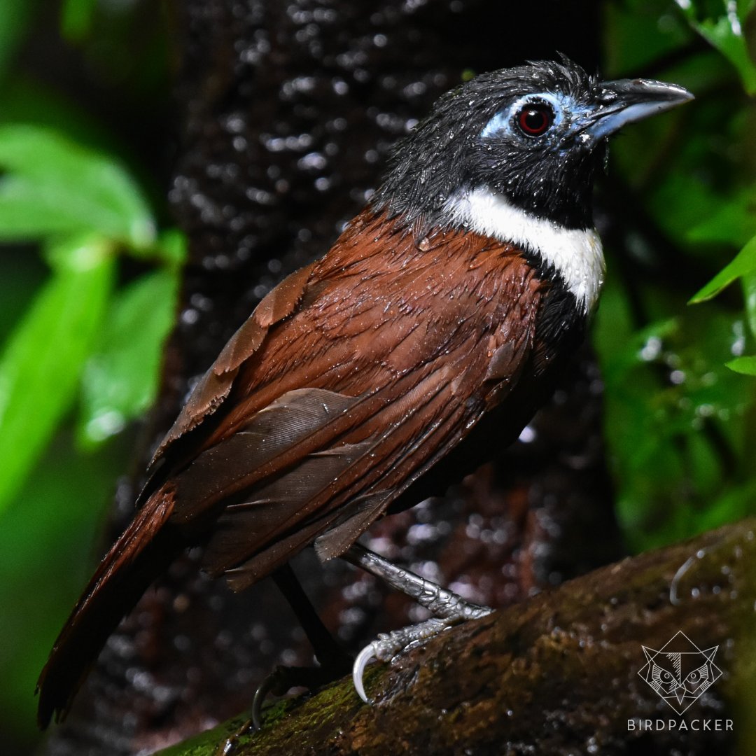 birdpacker's tweet photo. It appear again,
.
.
.
White-bibbed Babbler / Stachyris thoracica orientalis that only found in Java, Indonesia. One of the birds that exist in our hide.

Photo credit to @saktyari 

#birdpacker #birdphotography  #birdingtour #birdingindonesia #pengamatburung #burung #fotoburung https://t.co/qa2P4EGDrl