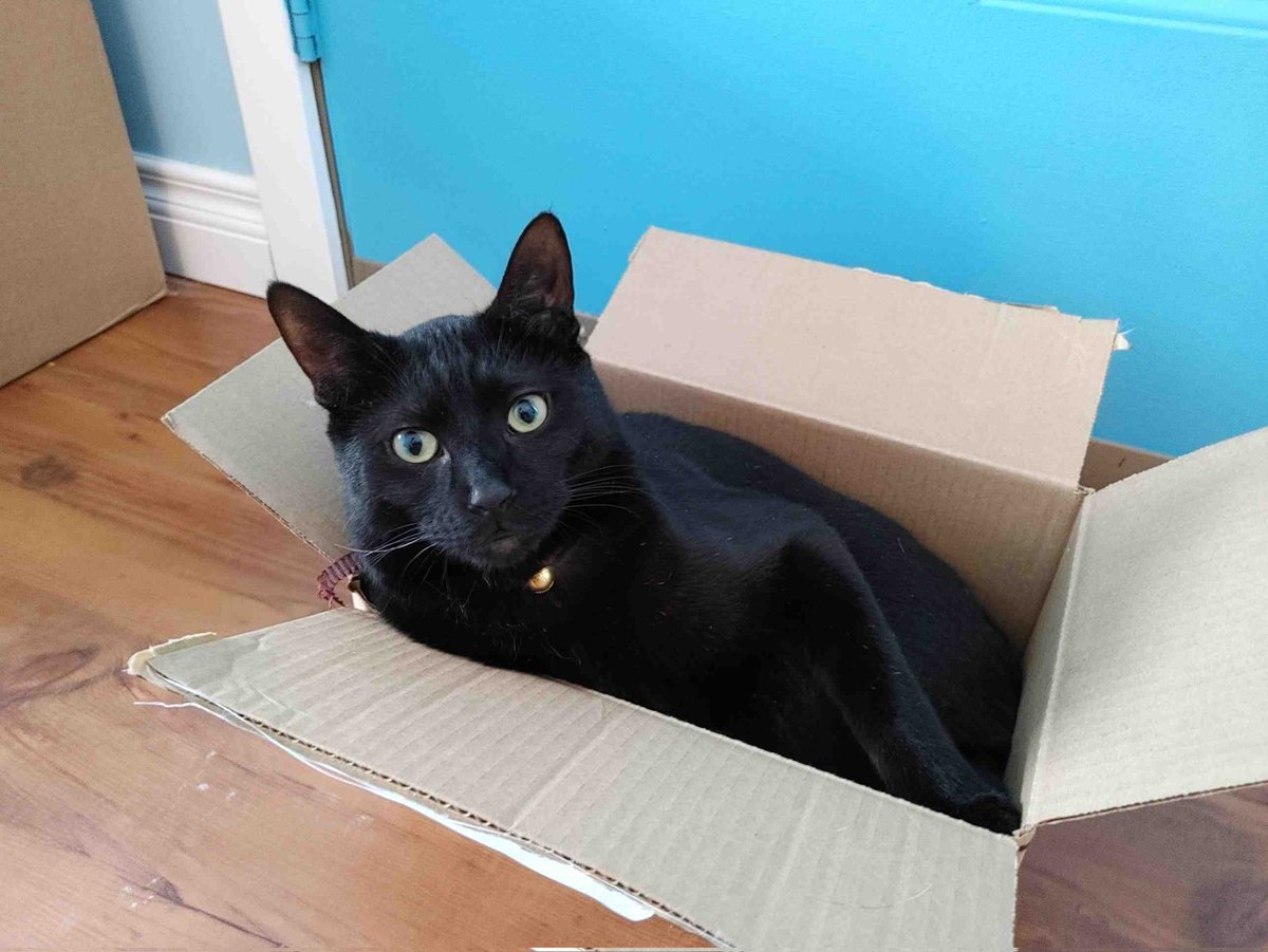 Jeff_T_Cat's tweet photo. I look so tiny still in this box! But don't let that fool you - I'm still a tough guy πͺπ»πΉ #CatsOfTwitter #CatsOnTwitter #blackcat #relax #supladies https://t.co/yGTKQ9JoKu