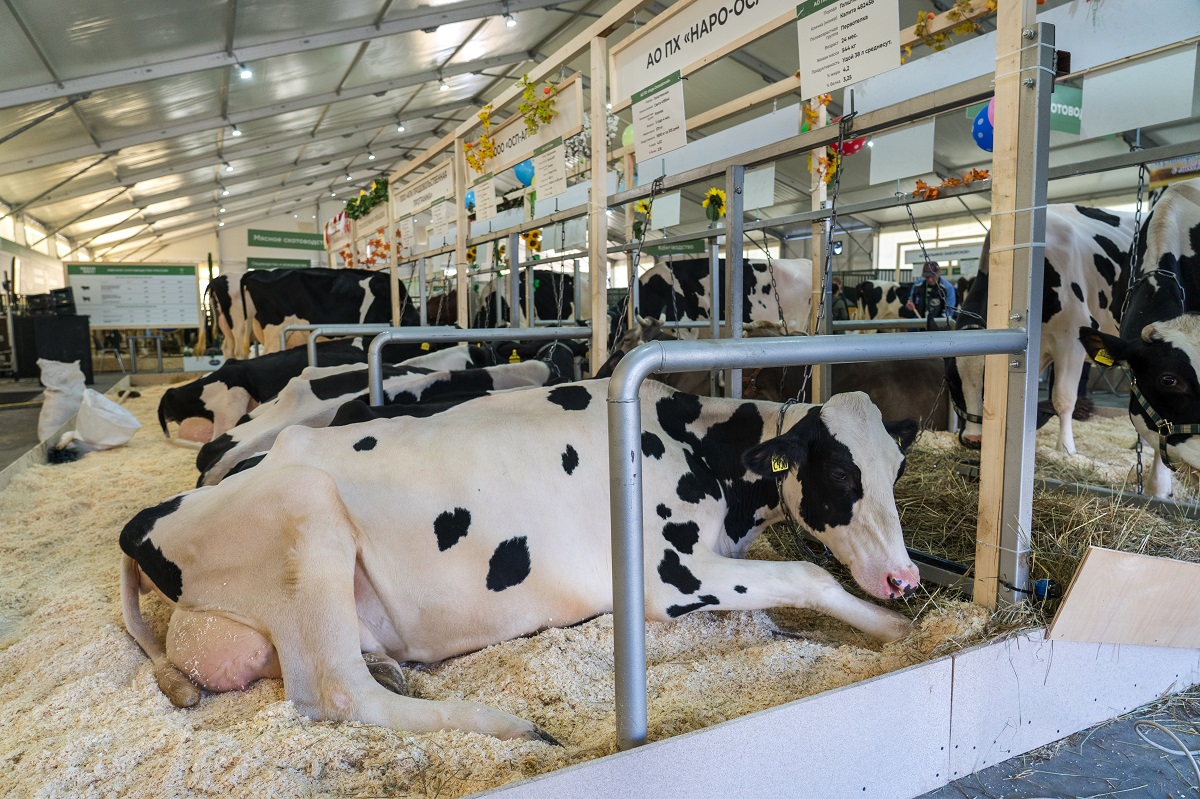 Ростов коров дойных. Ростов коров дойных. Ростов коров дойных. Современная животноводческая ферма. Ростов коров дойных.