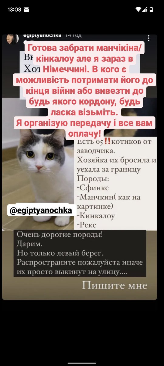Народ готова забрати кота. Все описала червоним текстом.
