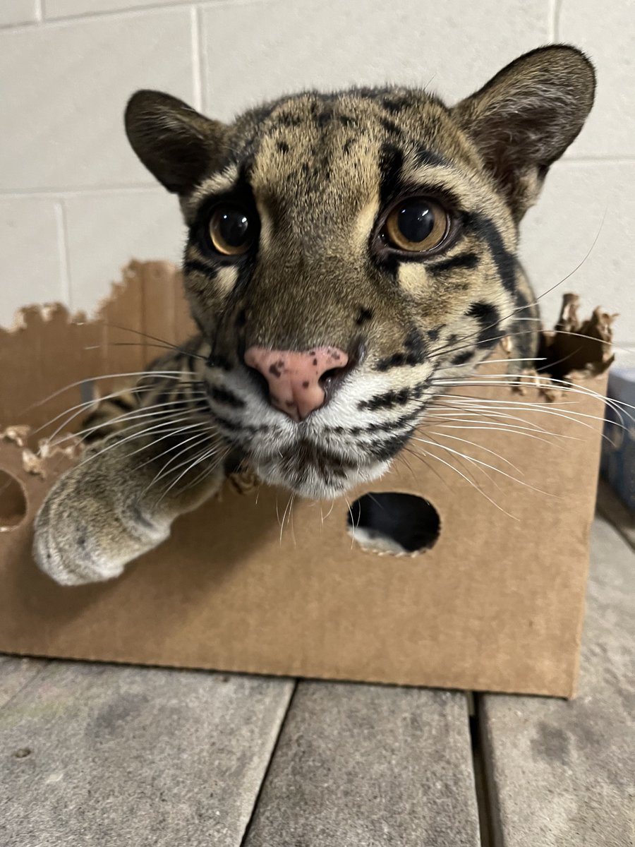 Clouded leopards, like most cats, love playing in boxes 😍