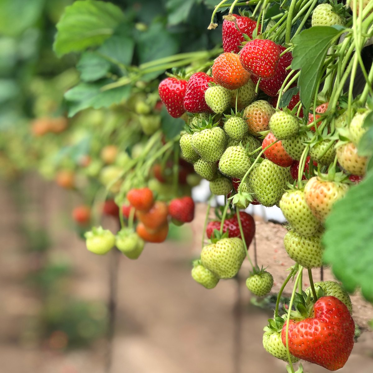 We can't wait for the summer and strawberry season! Be the first to know when our fruit is ready to pick or when our ticket deals start by subscribing to our email notifications ⤵️🍓

cairniefruitfarm.co.uk/subscribe