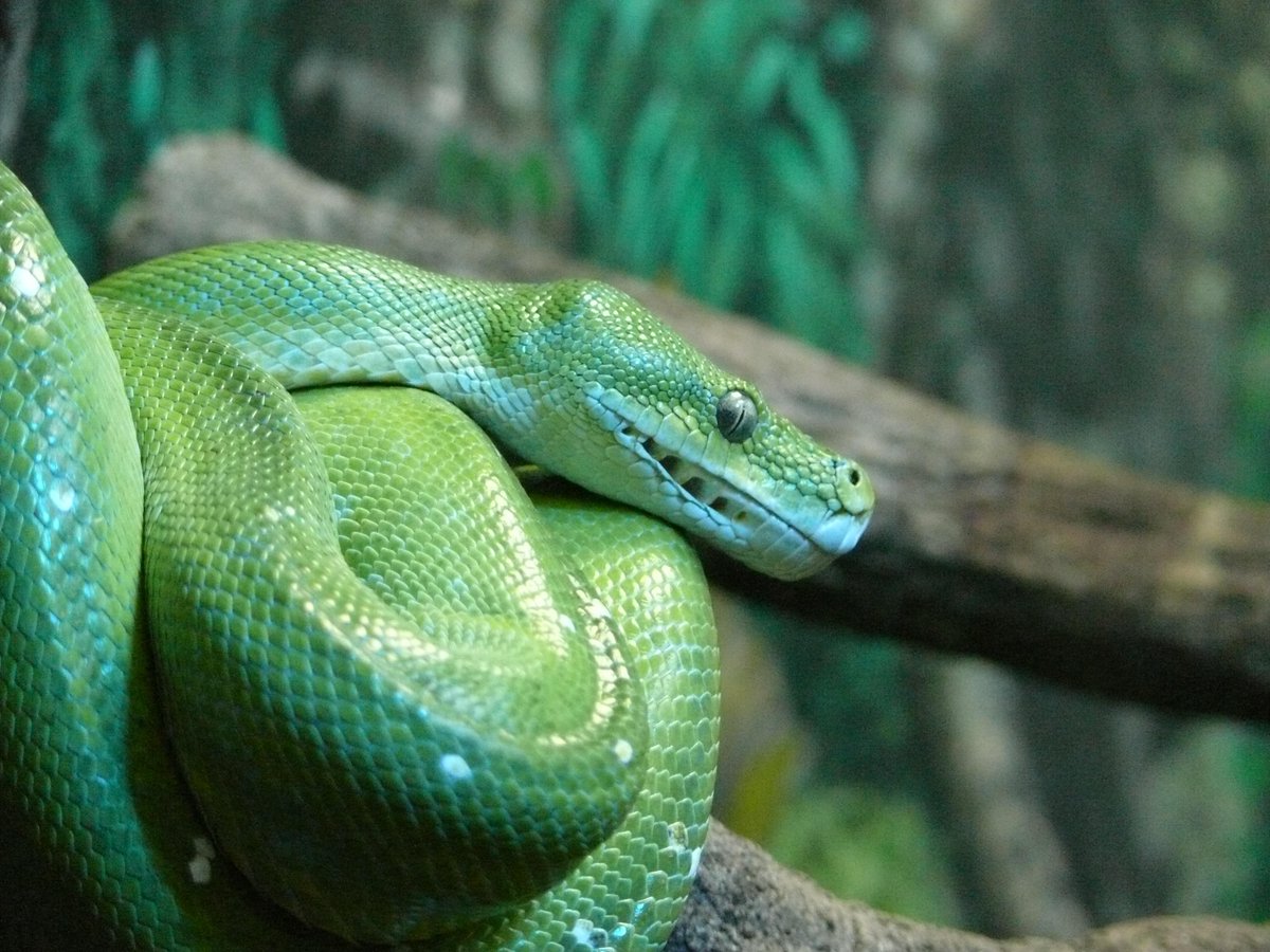 UP: A #study of over a thousand people in Hungary has found for the first time that people who feel more connected to nature are less likely to be affected by #snake and #spider fears or #phobias. Research published in People and Nature. 👉
international.pte.hu/news/feeling-c…