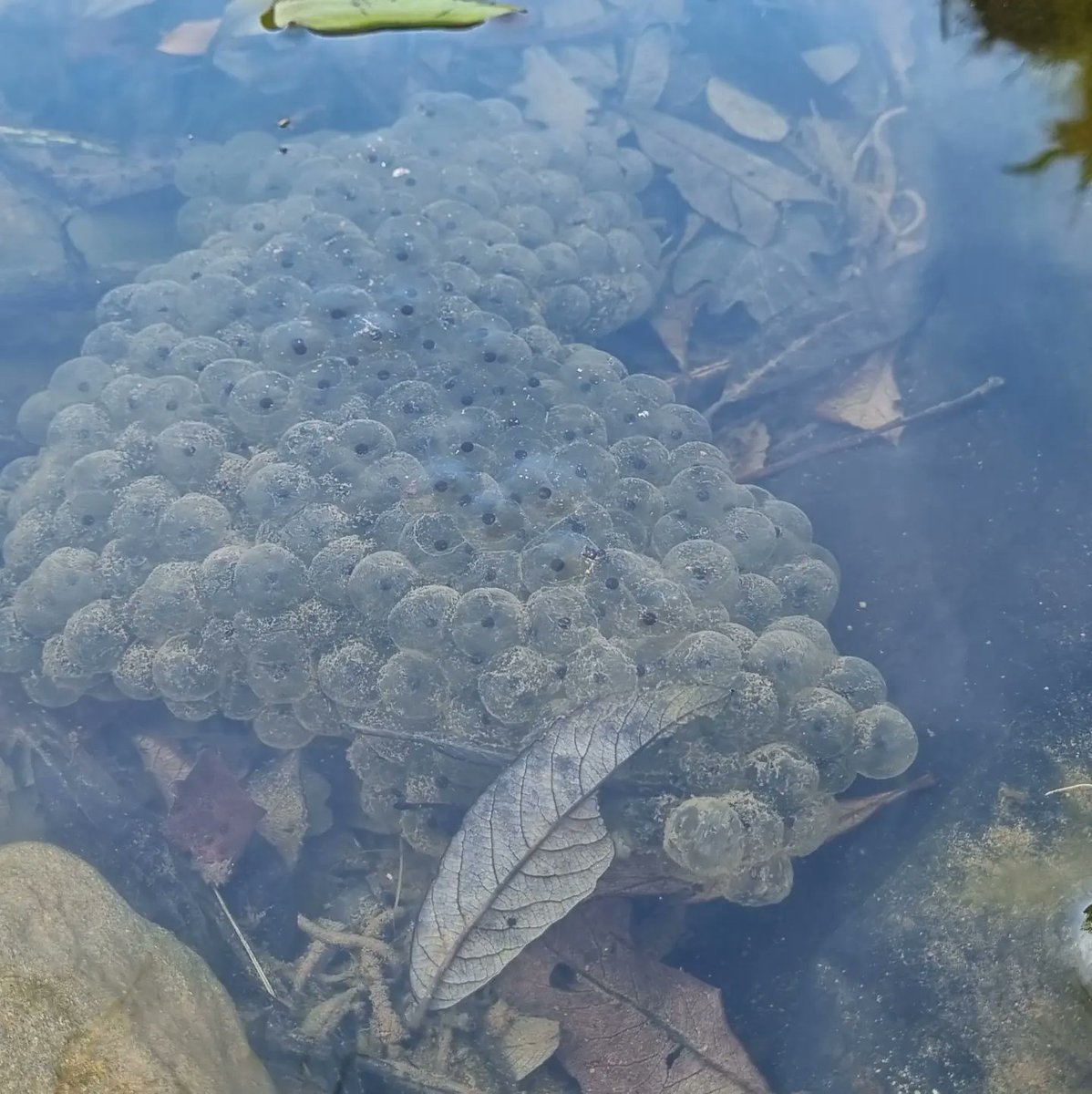 Spring! Lots of frogspawn spotted over the weekend! #spring